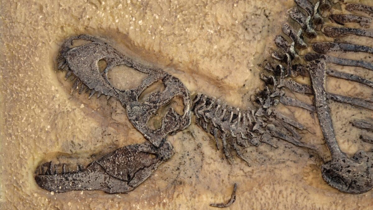 19 Unusual But Fascinating Dinosaur Facts You Probably Never Learned in School 9 19 Unusual But Fascinating Dinosaur Facts You Probably Never Learned in School - disease ss1532138831