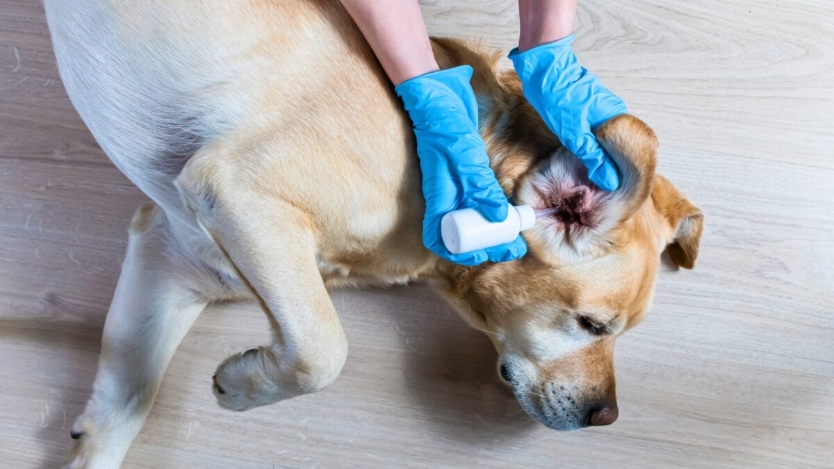 Could Your Dog be Allergic to Chicken? 4 Signs to Look For 4 Could Your Dog be Allergic to Chicken? 4 Signs to Look For - dog getting their ears treated ss1754167574