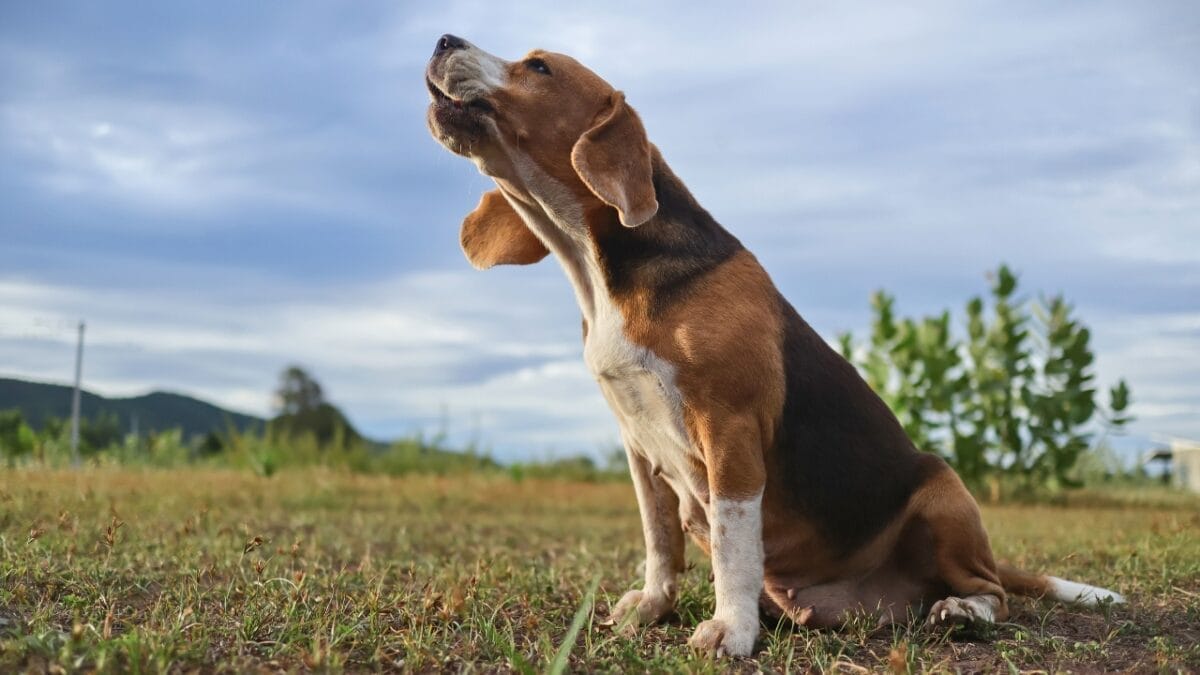 10 Signs That Your Dog is in Pain 5 10 Signs That Your Dog is in Pain - dog howling ss2367148989