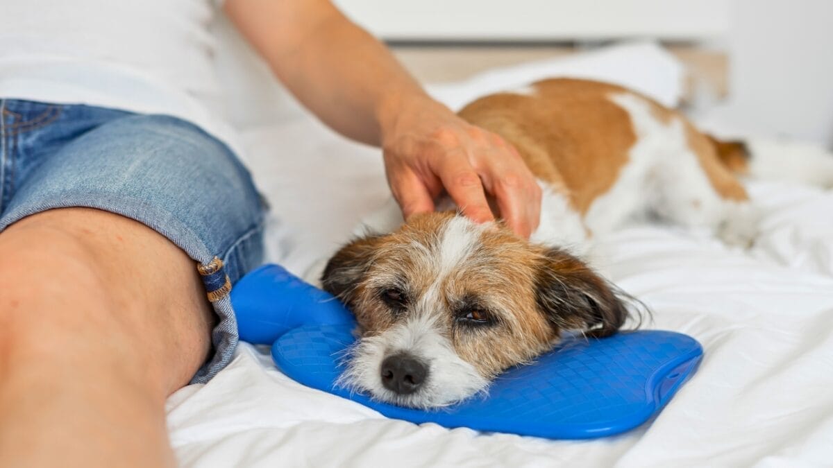 Could Your Dog be Allergic to Chicken? 4 Signs to Look For 3 Could Your Dog be Allergic to Chicken? 4 Signs to Look For - dog in pain laying down ss1775724113