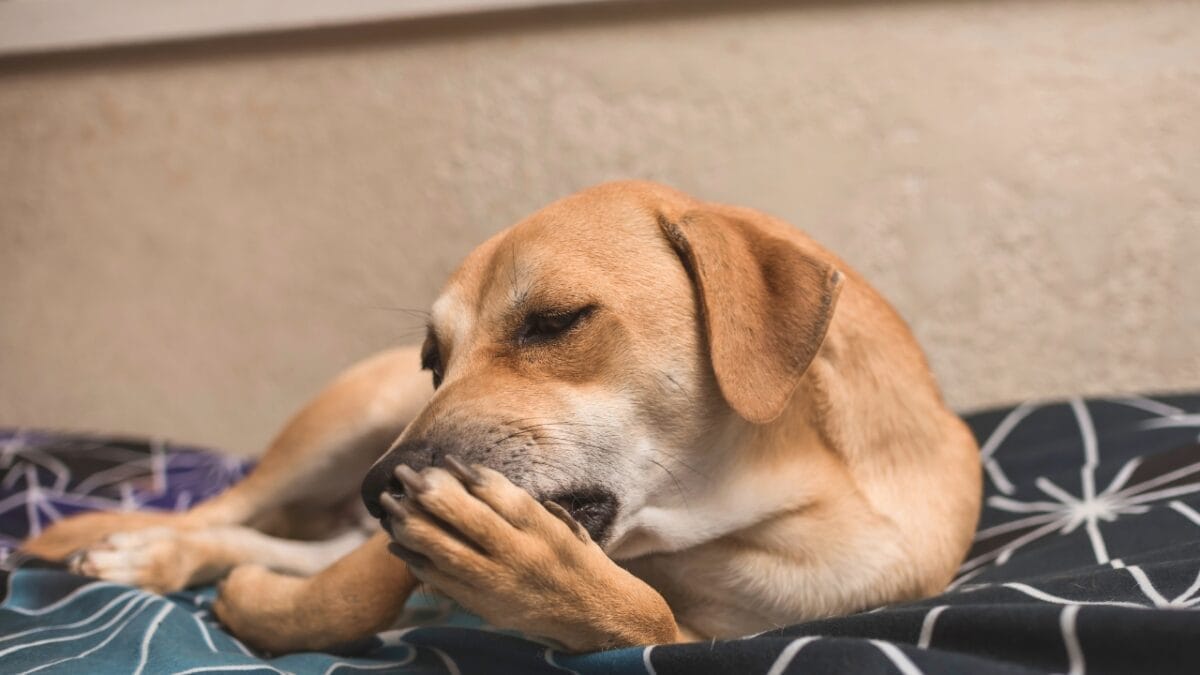 11 Dog Myths People Don't Realize are Wrong - dog licking paw ss2133395671