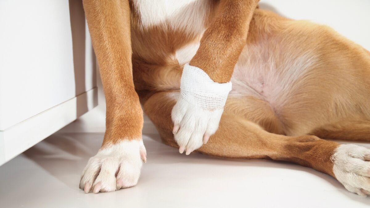 10 Signs That Your Dog is in Pain 4 10 Signs That Your Dog is in Pain - dog limping ss2446723433