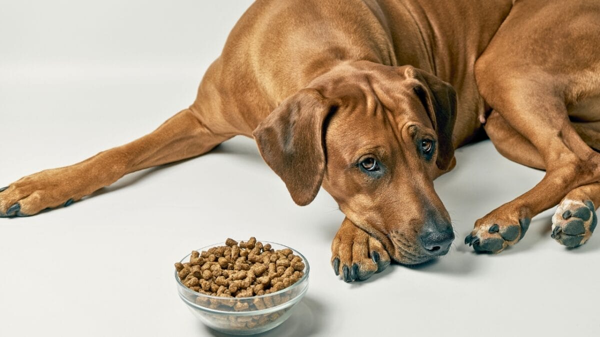 10 Signs Your Dog Is Unhappy 3 10 Signs Your Dog Is Unhappy - dog not eating ss1621859356