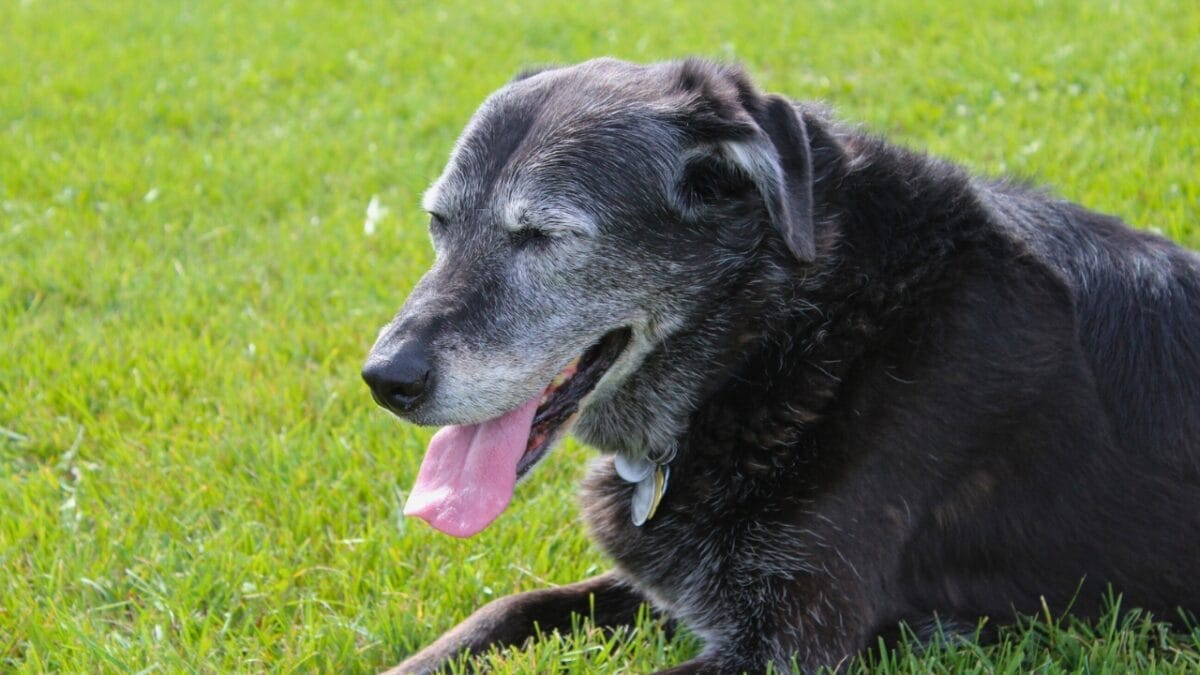 15 Dog Behaviors You’re Probably Misunderstanding - dog panting ss538655887