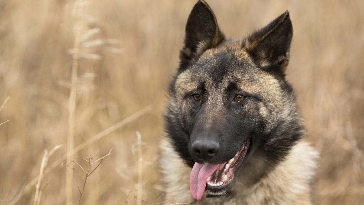 10 Signs That Your Dog is in Pain 6 10 Signs That Your Dog is in Pain - dog sticking out tongue ss242061061