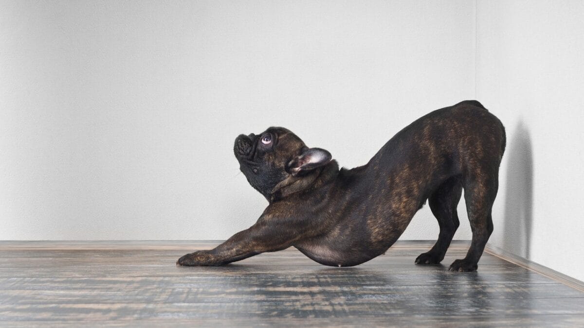 Your Dog’s Morning Stretch Means More Than You Think 2 Your Dog’s Morning Stretch Means More Than You Think - dog stretching ss631940828