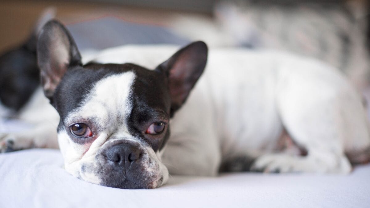 10 Signs That Your Dog is in Pain 8 10 Signs That Your Dog is in Pain - dog with swollen red eyes ss1328864162