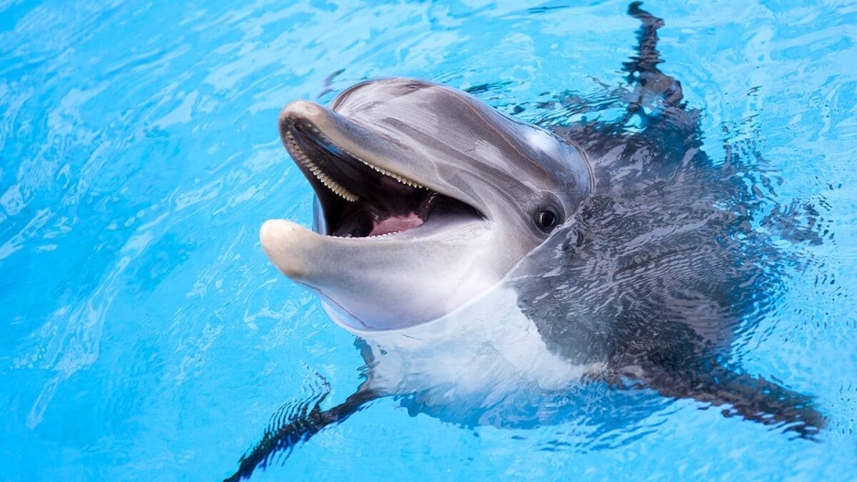 10 Animals with Healing Powers That Could Transform Medicine - dolphin ss547308685