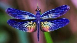 5 Mystical Meanings Behind Dragonfly Sightings 1 5 Mystical Meanings Behind Dragonfly Sightings - dragonfly ss1316062841
