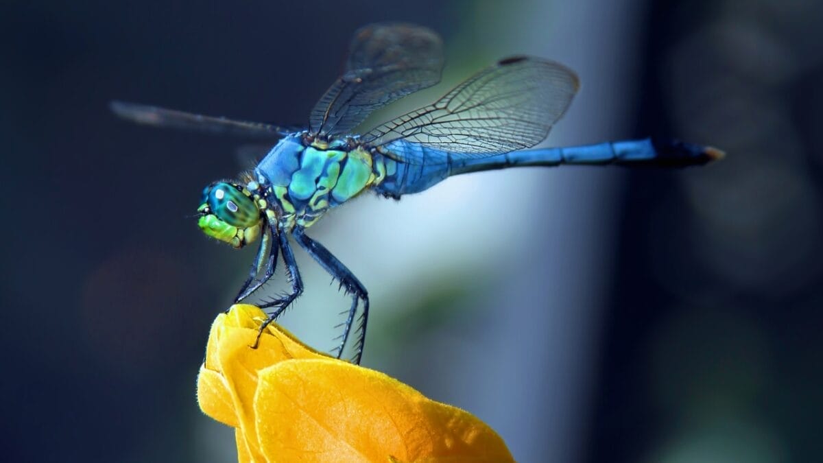 5 Mystical Meanings Behind Dragonfly Sightings - dragonfly ss132896939