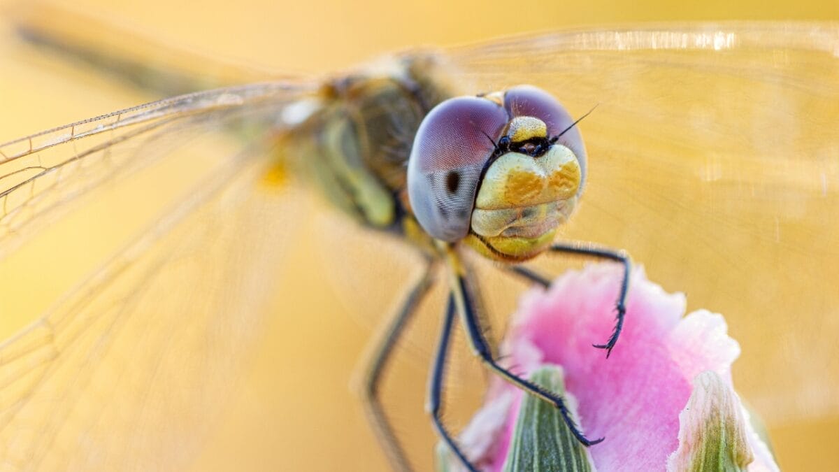 5 Mystical Meanings Behind Dragonfly Sightings - dragonfly ss1776489725