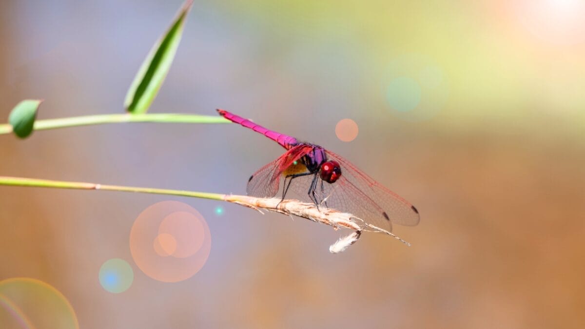 5 Mystical Meanings Behind Dragonfly Sightings 6 5 Mystical Meanings Behind Dragonfly Sightings - dragonfly ss1844672878