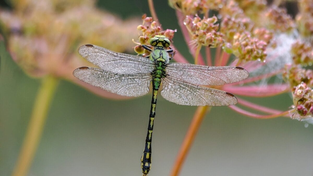 5 Mystical Meanings Behind Dragonfly Sightings - dragonfly ss2348297985