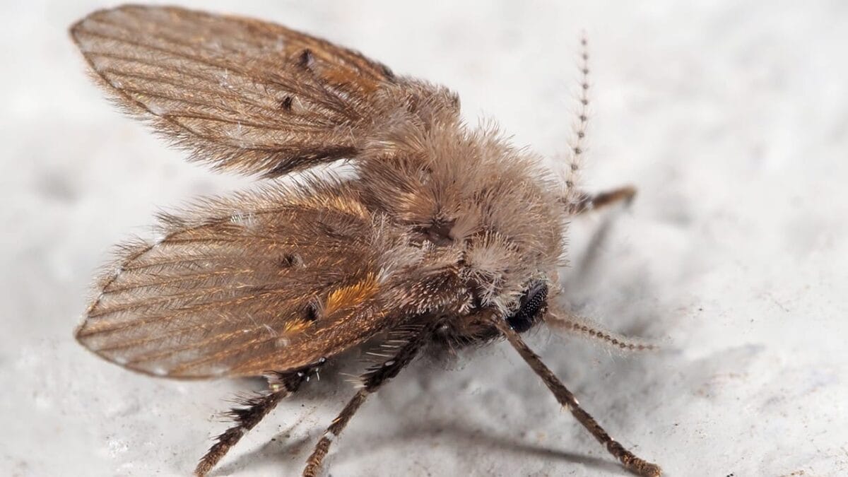 5 Steps to Instantly Get Rid of Drain Flies Permanently 2 5 Steps to Instantly Get Rid of Drain Flies Permanently - drain fly ss1298154130