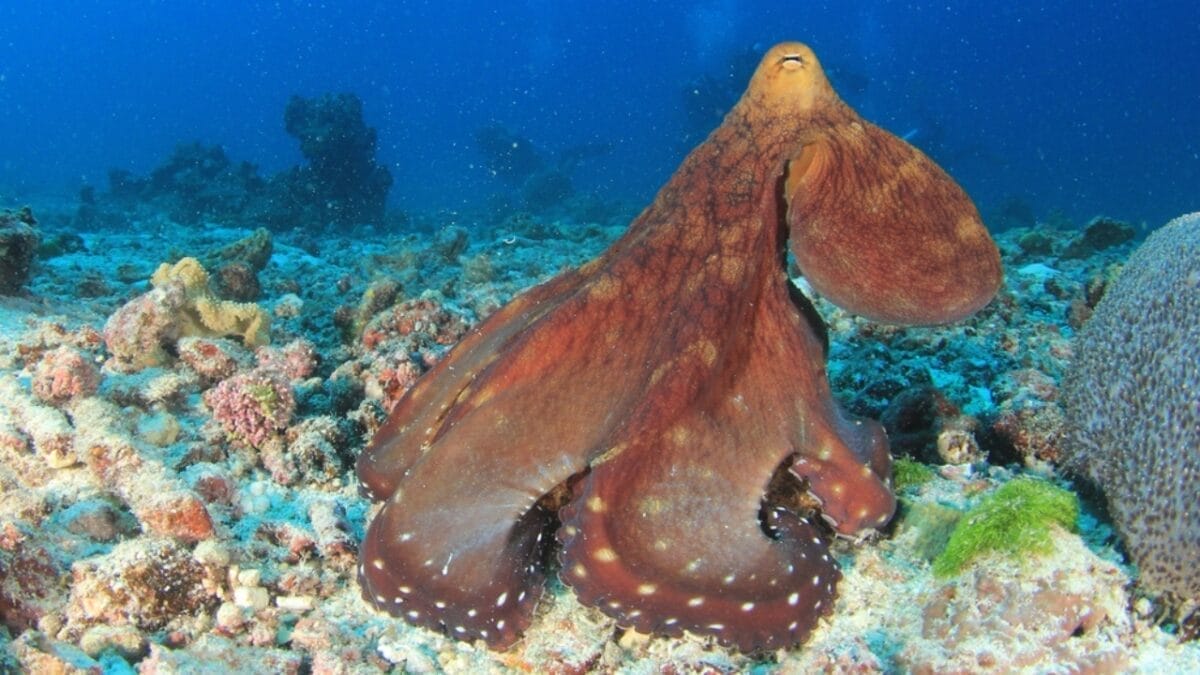 Octopus: The Surprising Contender for Earth's Next Ruler 4 Octopus: The Surprising Contender for Earth's Next Ruler - dumbo octopus ss2393534859