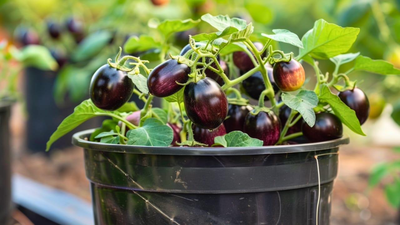 15 Delicious Foods You Can Grow in 5 Gallon Buckets - eggplant bucket
