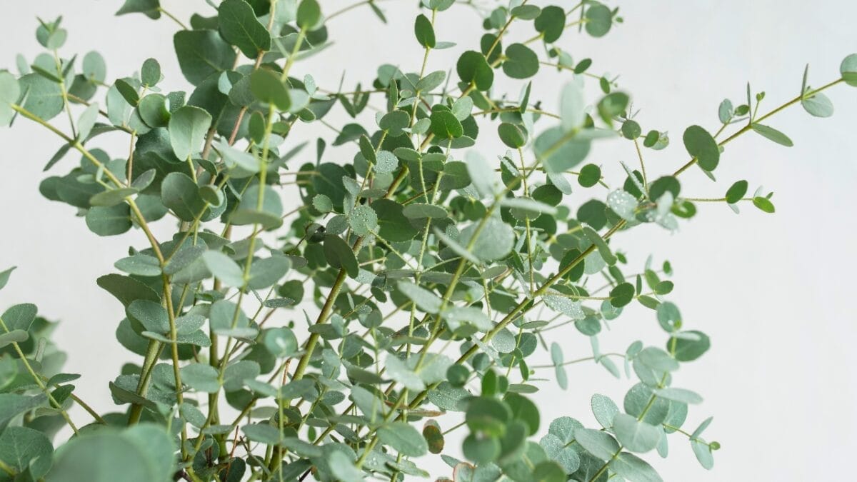 Attract Positive Energy: 15 Good Luck Plants for Your Home 10 Attract Positive Energy: 15 Good Luck Plants for Your Home - eucalyptus ss1871158378