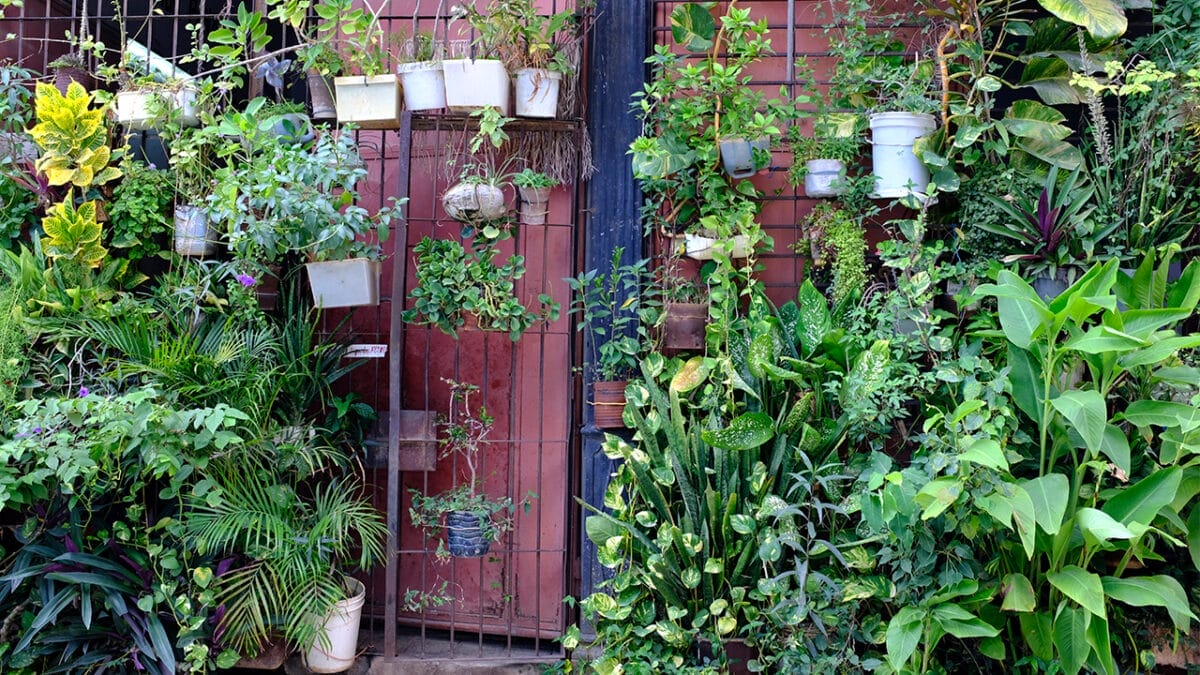 20 Things to Cleanup For Your Garden’s Fresh Start 10 20 Things to Cleanup For Your Garden’s Fresh Start - excessive decorative plants ss1840433293 1