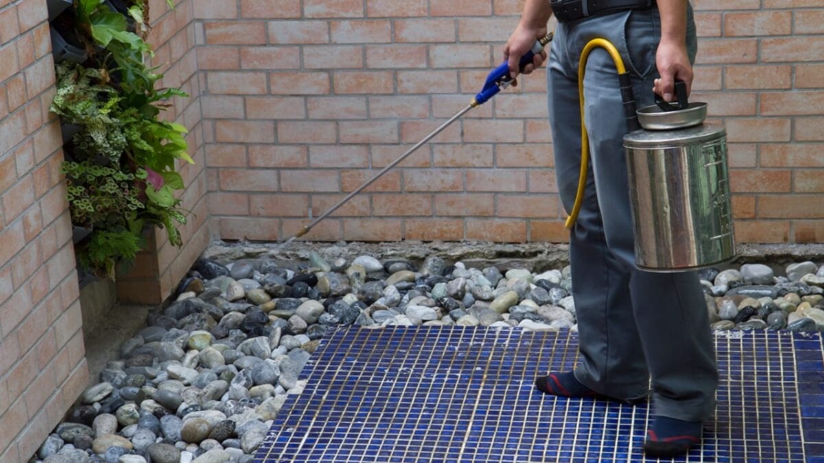 12 Powerful Natural Scents That Keep Ants Away 19 12 Powerful Natural Scents That Keep Ants Away - exterminator ss553605244