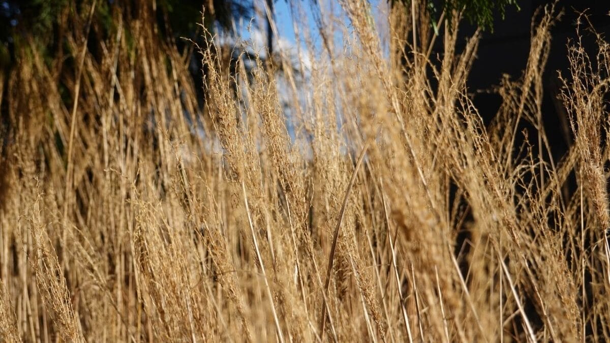 Say Goodbye to Weeds with These 15 Ornamental Grasses 9 Say Goodbye to Weeds with These 15 Ornamental Grasses - feather reed grass ss1935262511