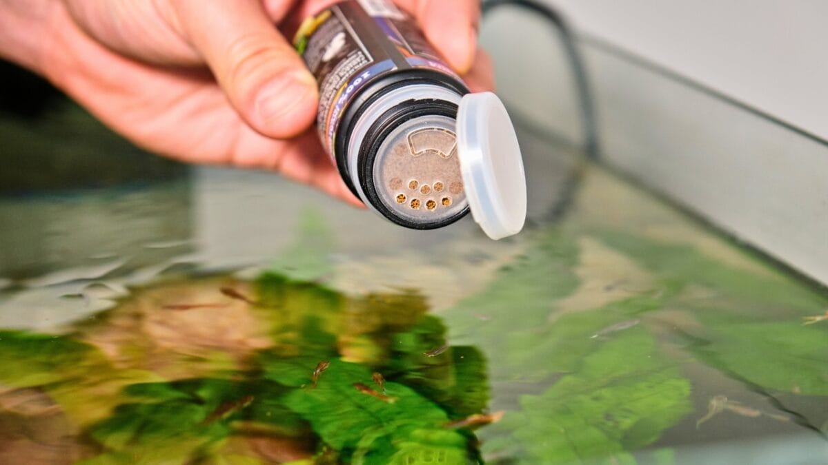 7 Facts About Aquarium Fish Most People Don't Know - feeding fish in a fish tank ss2232050367