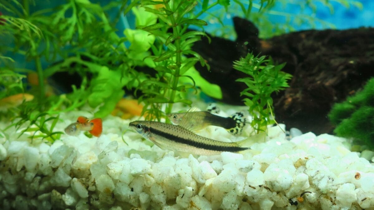 7 Facts About Aquarium Fish Most People Don't Know - fish sleeping ss1554715532