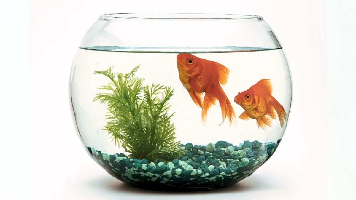 7 Facts About Aquarium Fish Most People Don't Know - fishbowl with two goldfish ss716133220