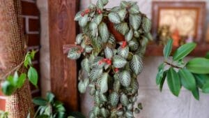 Grow & Care for Flame Violet Like a Pro 1 Grow & Care for Flame Violet Like a Pro - flame violet plant dp354016964