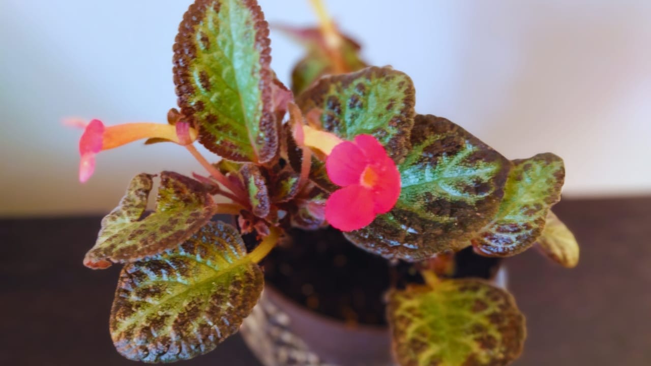 Grow & Care for Flame Violet Like a Pro 3 Grow & Care for Flame Violet Like a Pro - flame violet plant