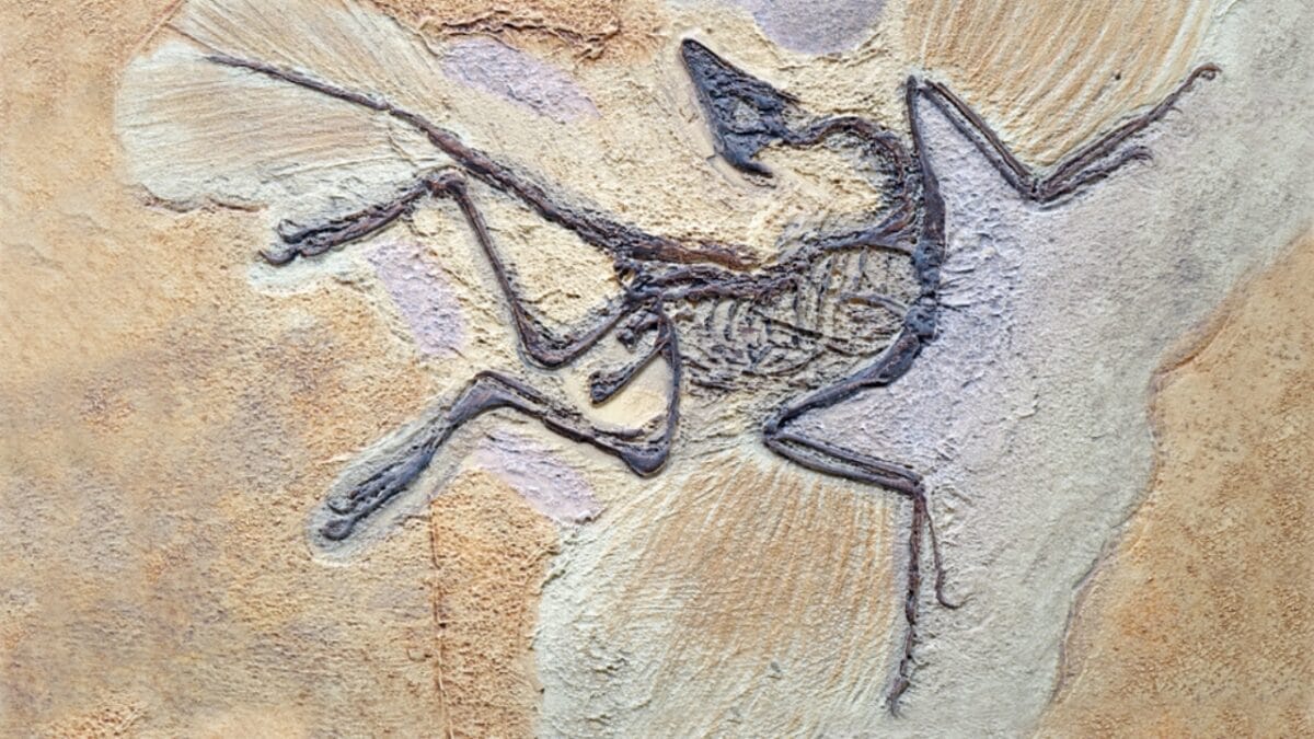 19 Unusual But Fascinating Dinosaur Facts You Probably Never Learned in School 5 19 Unusual But Fascinating Dinosaur Facts You Probably Never Learned in School - fossil ss1526765609