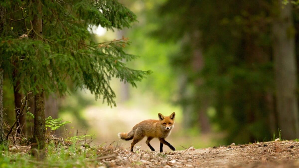 18 Brilliant Ways to Banish Groundhogs from Your Garden 3 18 Brilliant Ways to Banish Groundhogs from Your Garden - fox spot ss744113647