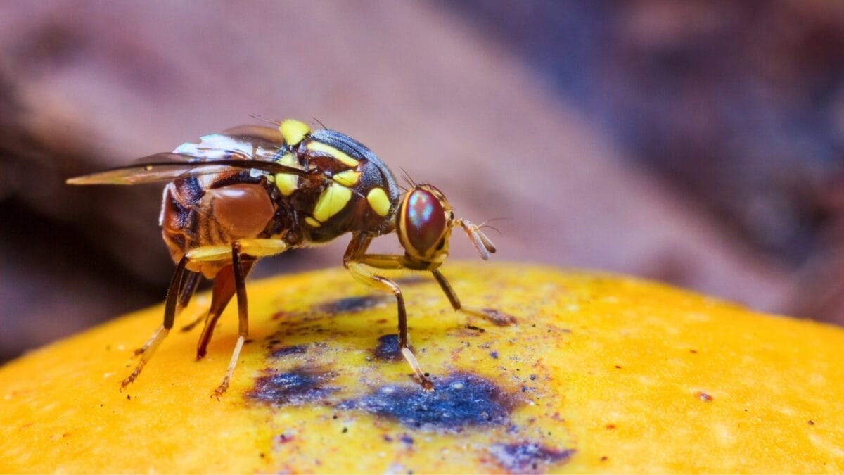 5 Pests Likely to Invade Your Drains This Fall (and How to Stop Them) 4 5 Pests Likely to Invade Your Drains This Fall (and How to Stop Them) - fruit fly ss1040345755