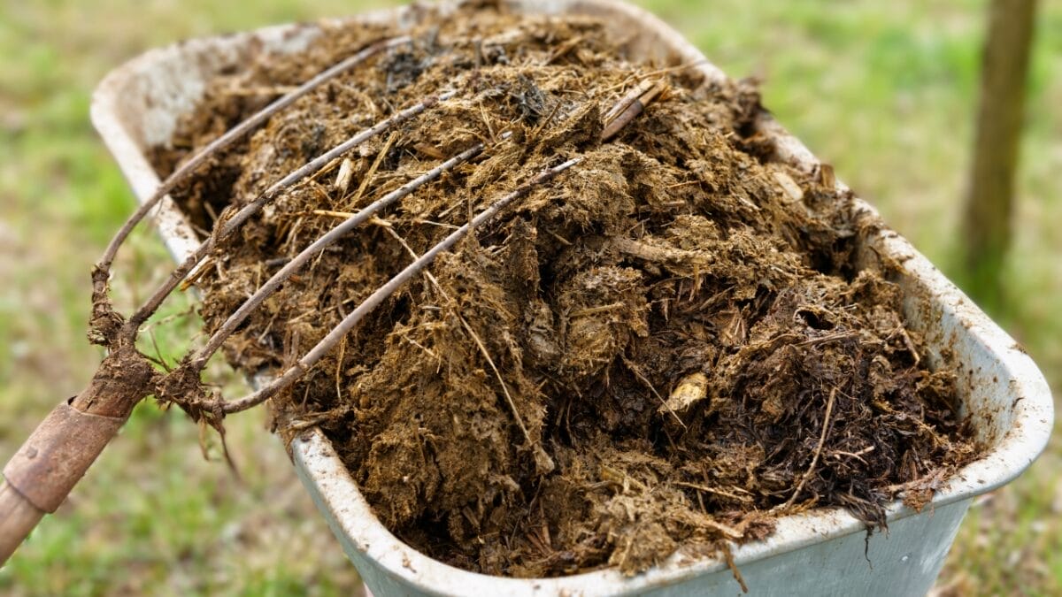 10 Soil Ingredients That Turn Your Raised Bed into a Plant Paradise 10 10 Soil Ingredients That Turn Your Raised Bed into a Plant Paradise - garden manure ss440057692