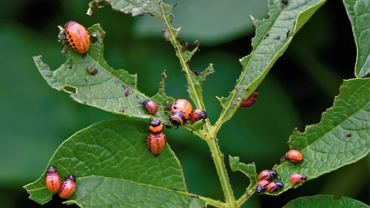 10 Common Houseplant Problems & How to Fix Them - garden pests ss2279177461