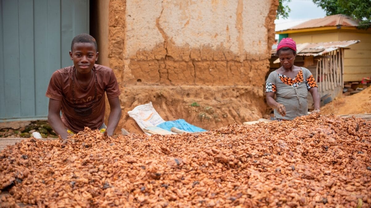 Global Chocolate Supply In Jeopardy: Facing a Serious Threat - ghana cocoa s2308726443
