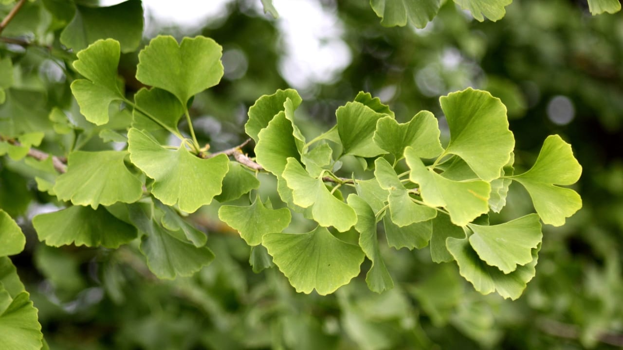 16 Must-Have Herbs for Your Medicinal Garden: Nature’s Pharmacy 15 16 Must-Have Herbs for Your Medicinal Garden: Nature’s Pharmacy - ginko dp7557551