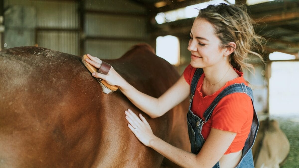 8 Largest Horse Breeds in the World 10 8 Largest Horse Breeds in the World - girl brushing horse ss1224970672