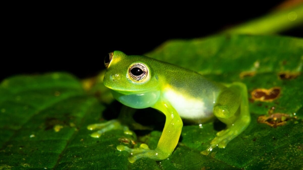 15 Animals You Can’t Relocate from Your Property—Even If You Want To 4 15 Animals You Can’t Relocate from Your Property—Even If You Want To - glass frog ss1420607363