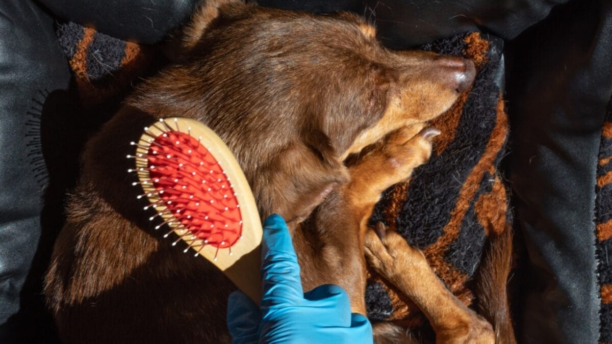 10 Reasons to Think Twice Before Getting a Miniature Dachshund 8 10 Reasons to Think Twice Before Getting a Miniature Dachshund - grooming ss1743110093