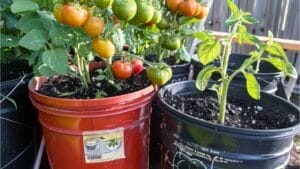 15 Delicious Foods You Can Grow in 5 Gallon Buckets 1 15 Delicious Foods You Can Grow in 5 Gallon Buckets - growing food 5 gallon bucket 1