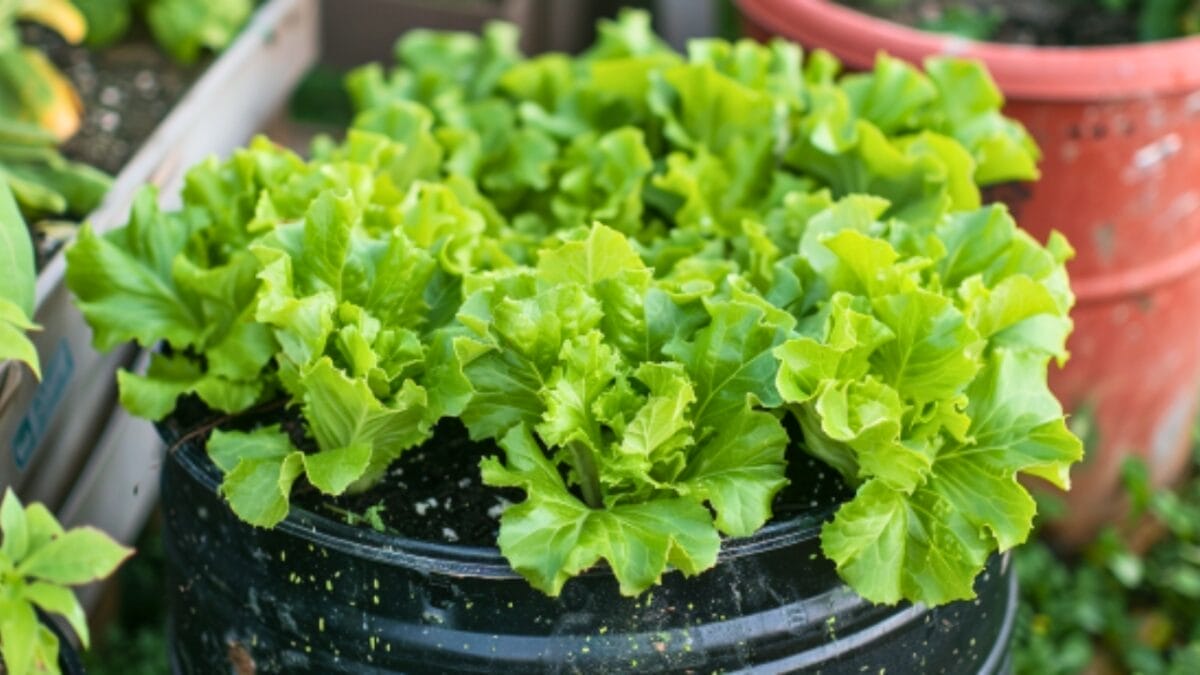 15 Delicious Foods You Can Grow in 5 Gallon Buckets - growing food 5 gallon bucket 2