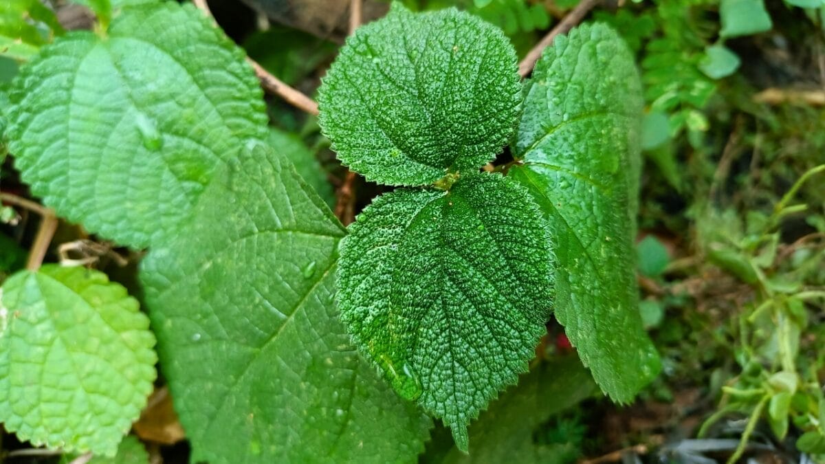 10 of the Most Pain-Inducing Plants on Earth You Should Never Touch 3 gympie-gympie