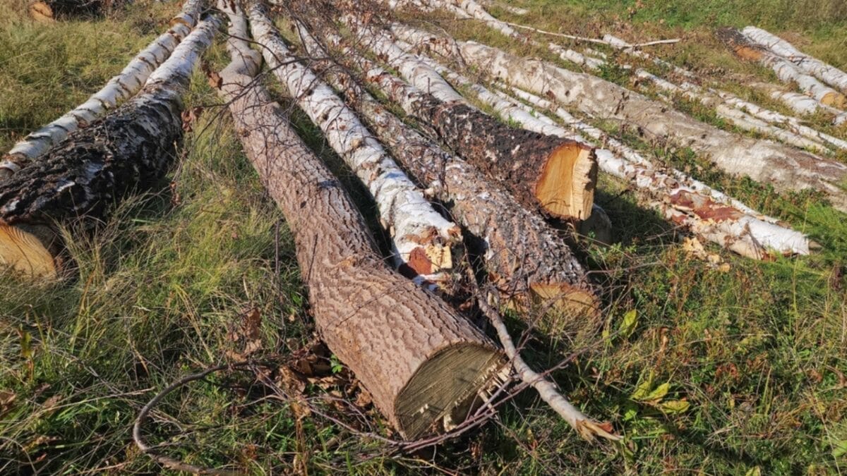 20 Top Locations to Spot Foxes Across the USA 23 20 Top Locations to Spot Foxes Across the USA - habitat loss ss2366499733