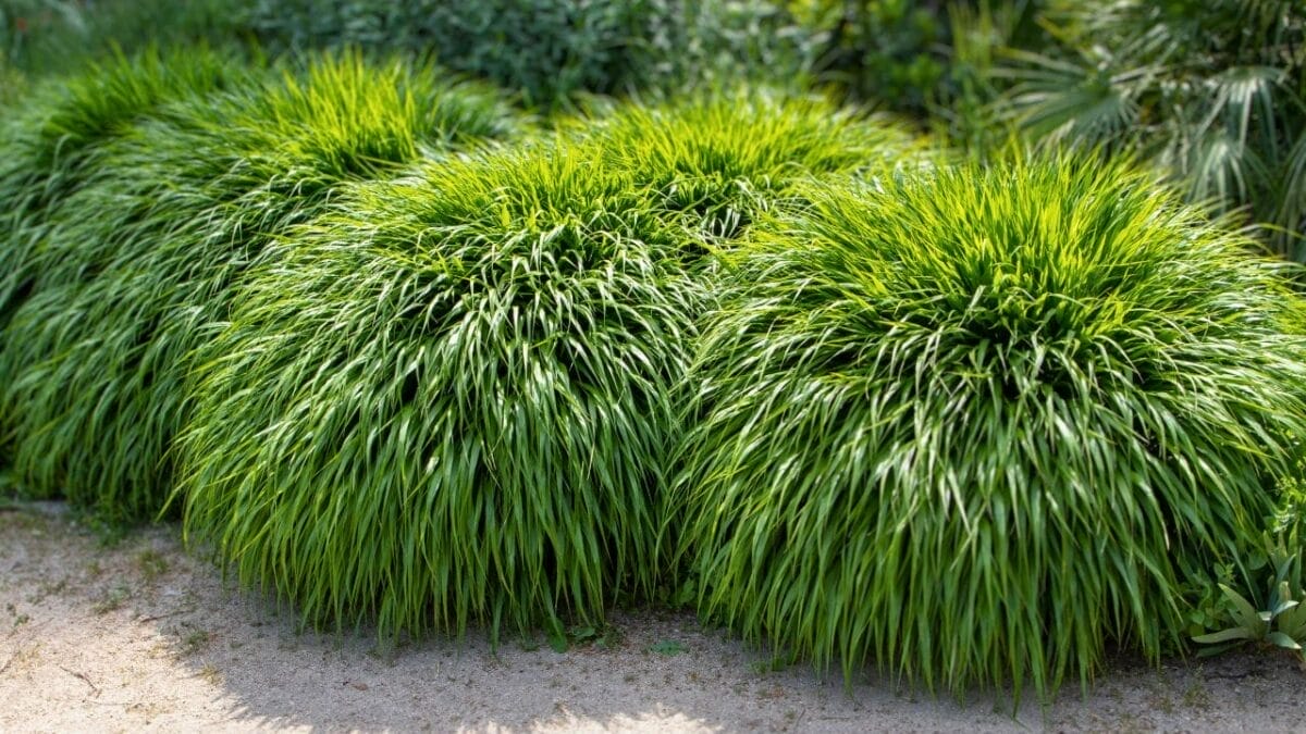 Say Goodbye to Weeds with These 15 Ornamental Grasses 7 Say Goodbye to Weeds with These 15 Ornamental Grasses - hakone grass ss2160403505