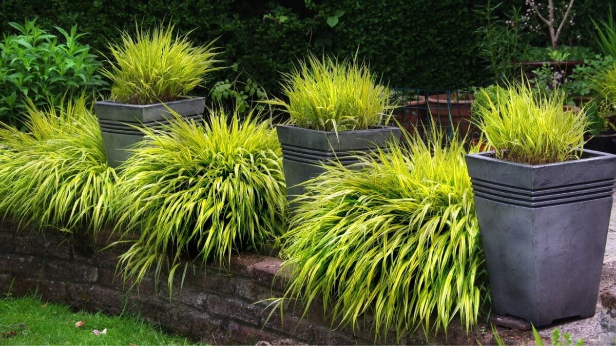 10 Grass Alternatives for a Greener Yard 5 10 Grass Alternatives for a Greener Yard - hakone ornamental grass ss2034611819