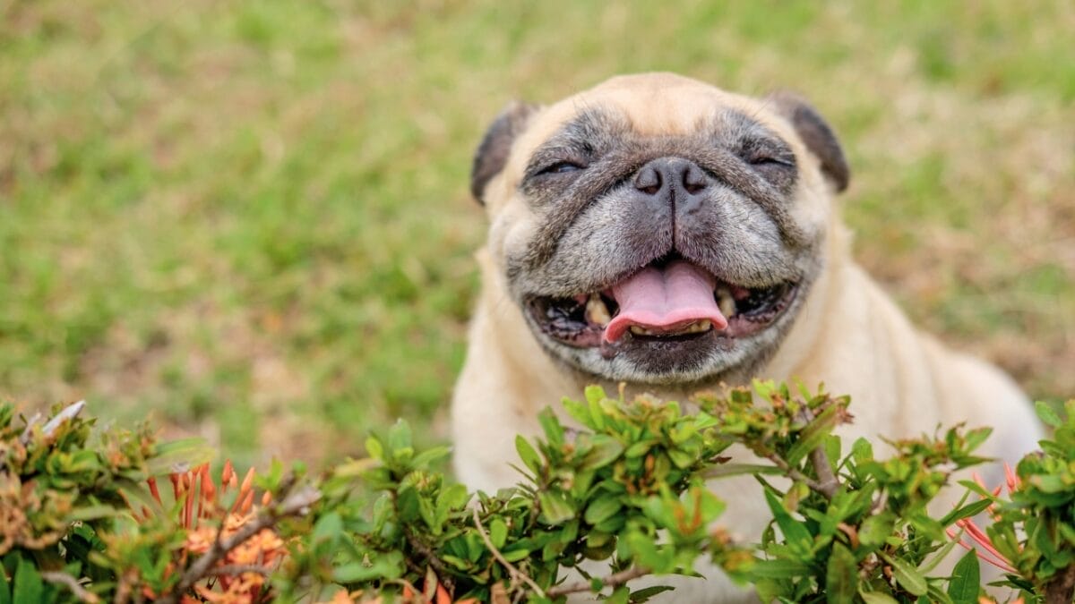 10 Signs That Your Dog is in Pain 12 10 Signs That Your Dog is in Pain - happy dog ss420595984