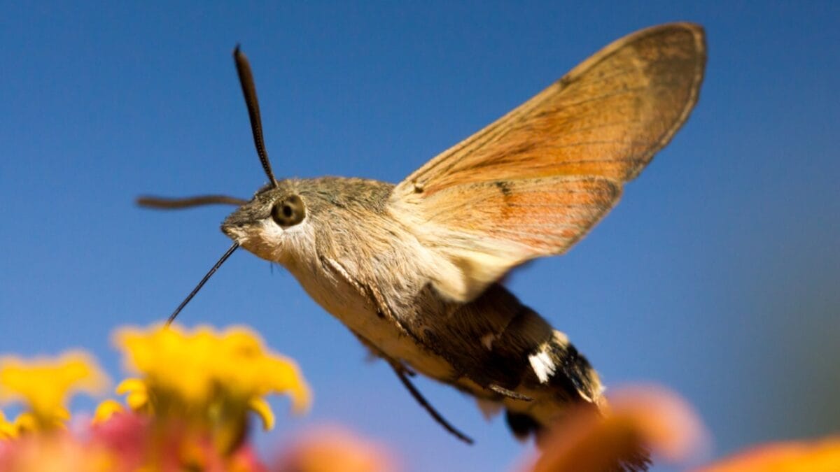 19 of the World's Weirdest Animals 19 19 of the World's Weirdest Animals - hawk moth ss1717265554