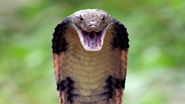 15 Venomous Facts About the King Cobra That Will Strike You 8 15 Venomous Facts About the King Cobra That Will Strike You - head of king cobra snake ss2268417965