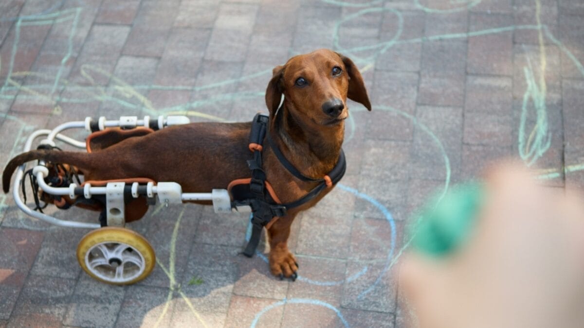 10 Reasons to Think Twice Before Getting a Miniature Dachshund 2 10 Reasons to Think Twice Before Getting a Miniature Dachshund - health issue ss2375563893