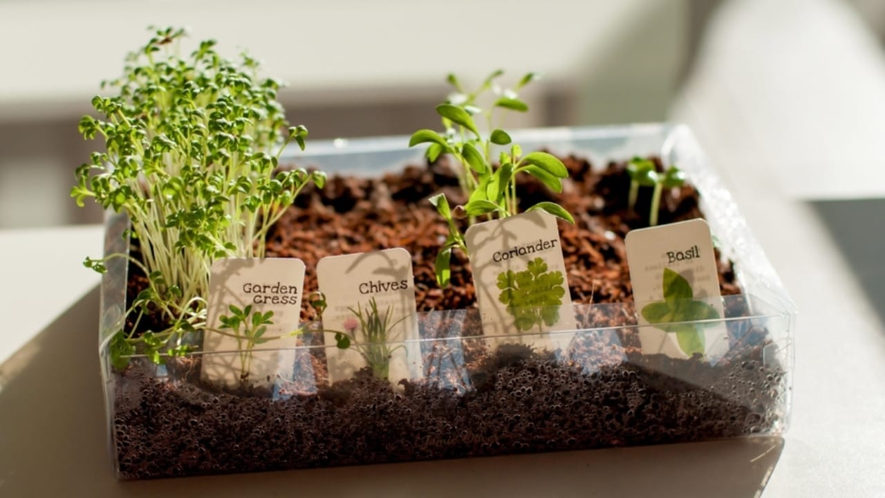 herb_garden_seedlings_sprouting_ss2068300496 How to Cultivate Your Own Flavorful Herb Garden at Home - herb garden seedlings sprouting ss2068300496